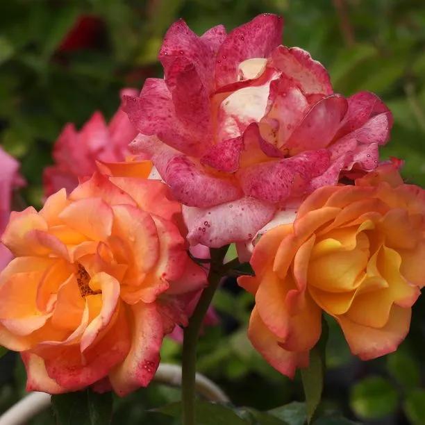 Redova Patio Climbing Rose (Rosa Redova) 2